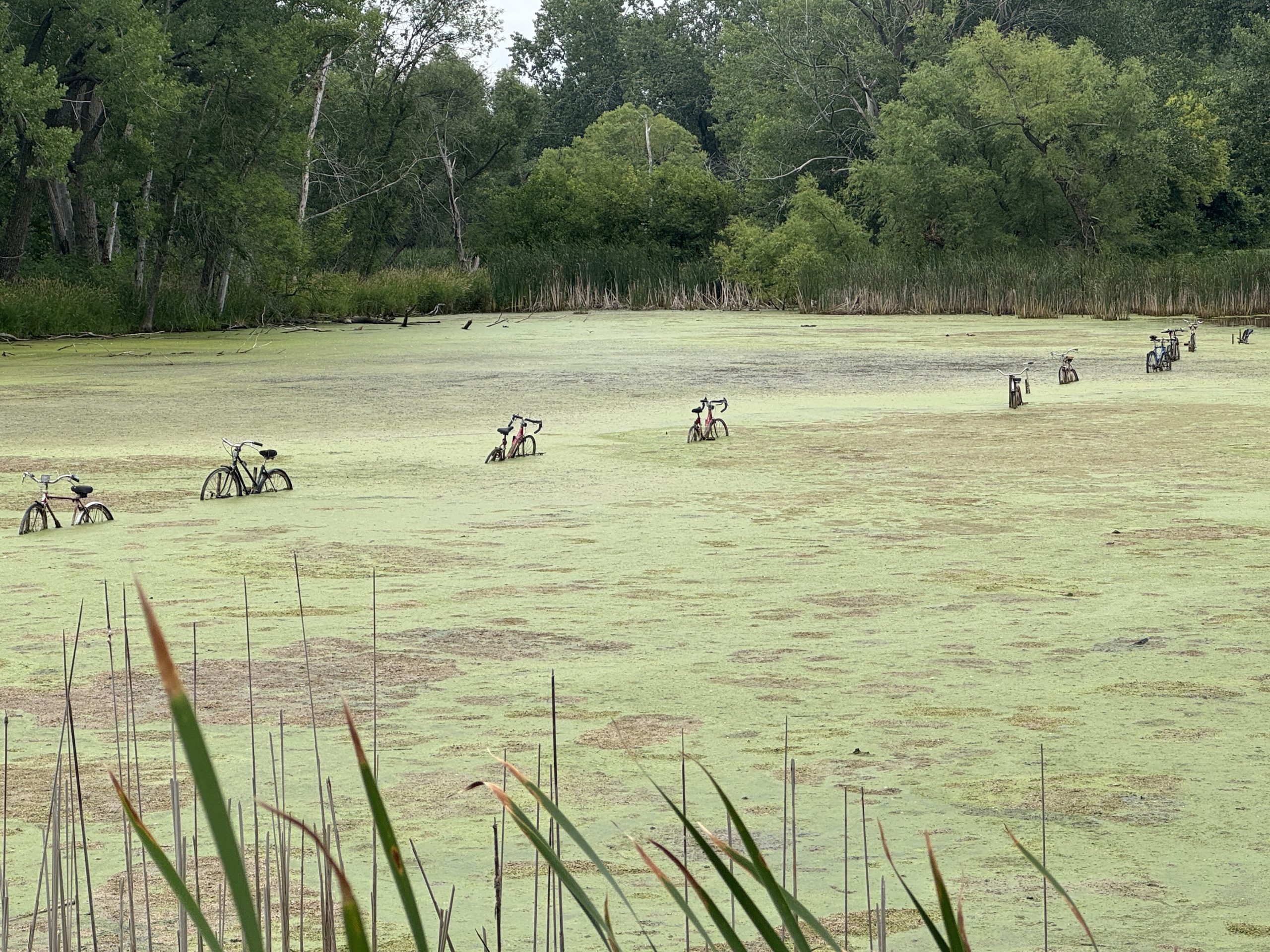 Bicycle skeletons scattered across the swamp