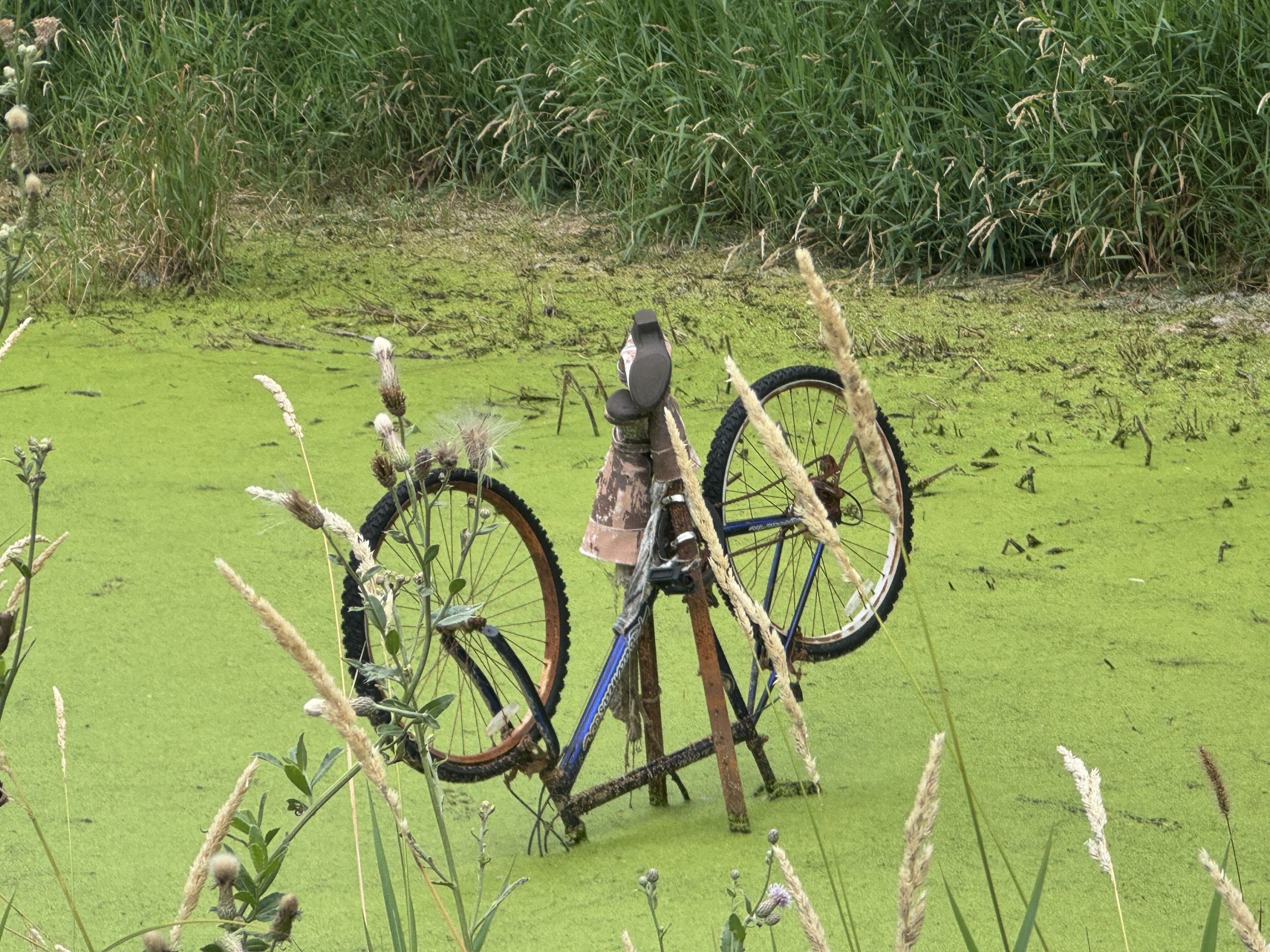 A bicycle skeleton in the swamp